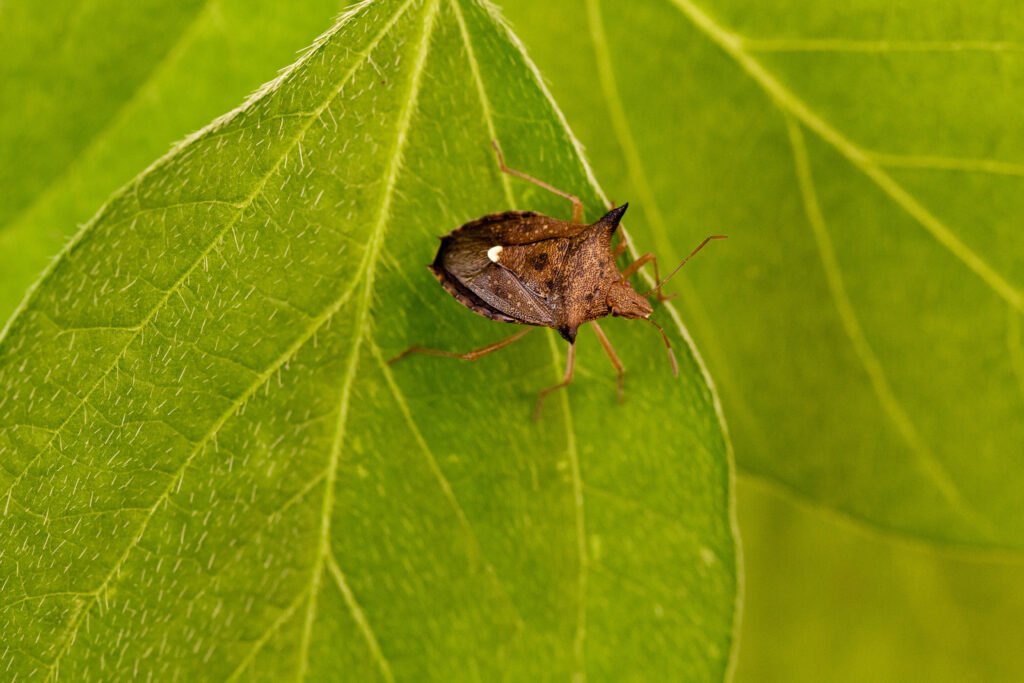 controle percevejo-marrom